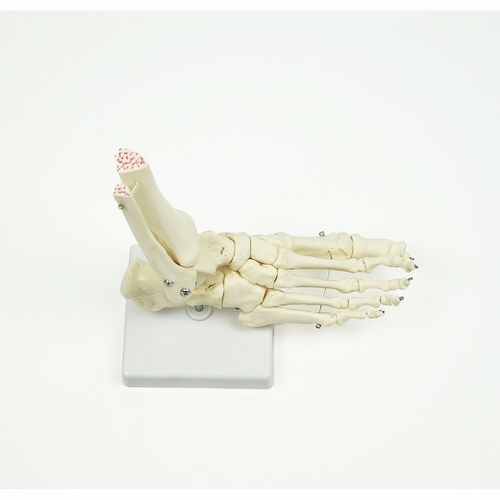 Life Size Foot Joint Anatomical Model Skeleton