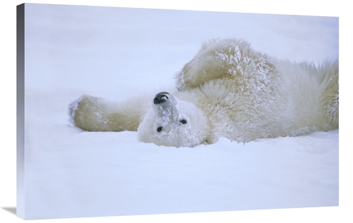 Global Gallery GCS-452509-2436-142 24 x 36 in. Polar Bear Rolling in S