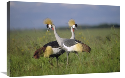 Global Gallery GCS-396798-2030-142 20 x 30 in. Grey Crowned Crane Coup