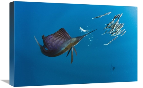 Global Gallery GCS-397925-1624-142 16 x 24 in. Atlantic Sailfish Hunti