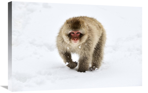 Global Gallery GCS-395694-2030-142 20 x 30 in. Japanese Macaque Walkin