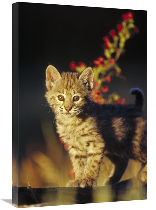 Global Gallery GCS-396199-2030-142 20 x 30 in. Bobcat Kitten Standing 