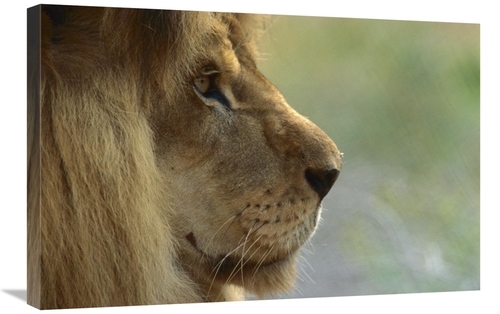 Global Gallery GCS-398137-2030-142 20 x 30 in. African Lion Male Portr