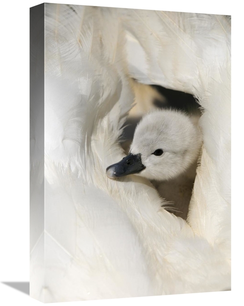 Global Gallery GCS-398175-1218-142 12 x 18 in. Mute Swan Cygnet, o