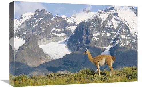 Global Gallery GCS-452312-1624-142 16 x 24 in. Guanaco Portrait Agains