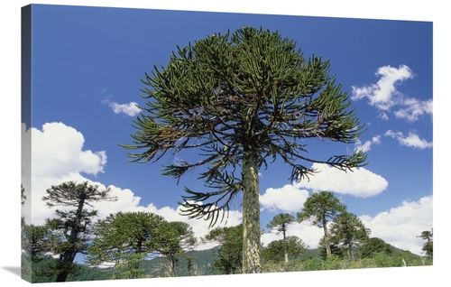 Global Gallery GCS-453012-2436-142 24 x 36 in. Monkey Puzzle Tree in L