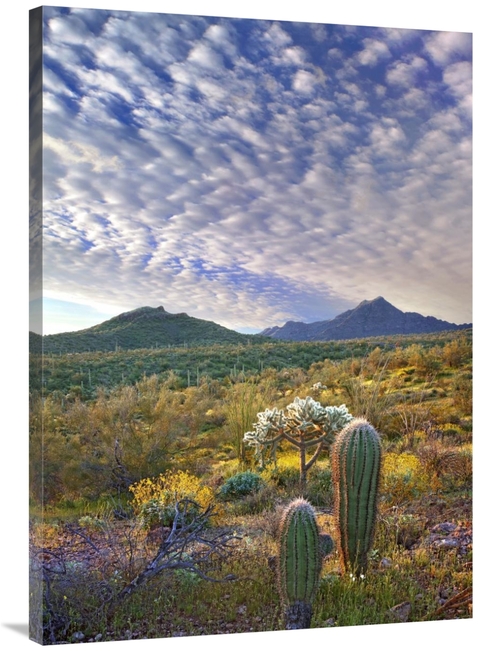 Global Gallery GCS-395936-40-142 40 in. Saguaro & Teddybear Cholla Ami