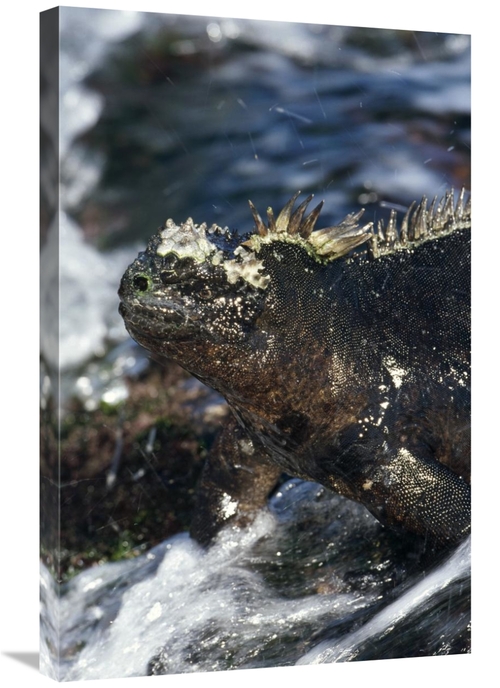 Global Gallery GCS-451390-2030-142 20 x 30 in. Marine Iguana At Low Ti