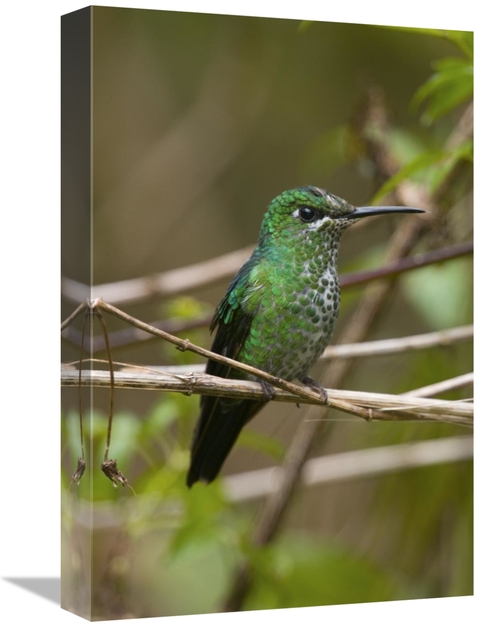 Global Gallery GCS-397362-1218-142 12 x 18 in. Green-Crowned Brilliant