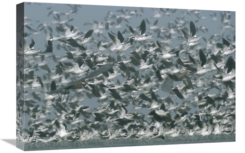 Global Gallery GCS-396482-1624-142 16 x 24 in. American Avocet Flock E