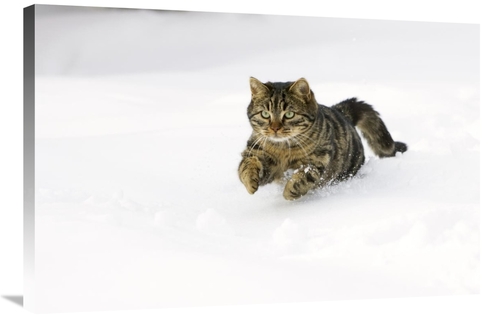 Global Gallery GCS-452583-2436-142 24 x 36 in. House Cat Male Running 