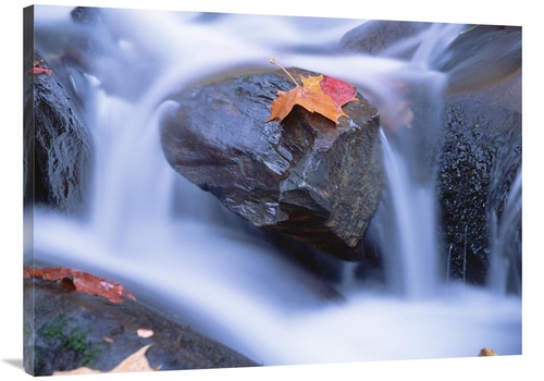 Global Gallery GCS-397045-3040-142 30 x 40 in. Autumn Leaf on Boulder&
