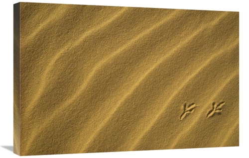 Global Gallery GCS-452915-2030-142 20 x 30 in. Bird Tracks in Sand Dun