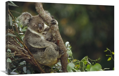 Global Gallery GCS-452931-2436-142 24 x 36 in. Koala Mother & Three Mo