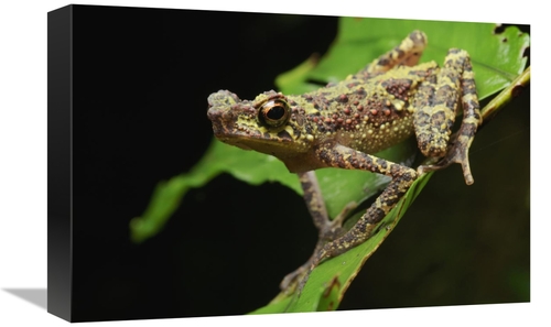 Global Gallery GCS-397579-1218-142 12 x 18 in. Bornean Rainbow Toad&#4