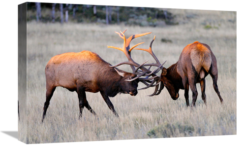 Global Gallery GCS-486554-22-142 22 in. Elk Duel at Sunrise Art Print 
