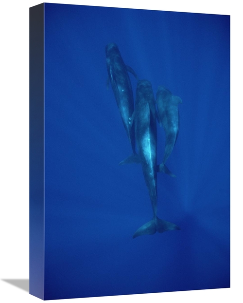 Global Gallery GCS-450640-1218-142 12 x 18 in. Short-Finned Pilot Whal