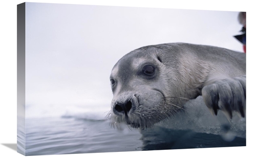Global Gallery GCS-450937-1624-142 16 x 24 in. Bearded Seal Pup on Ice