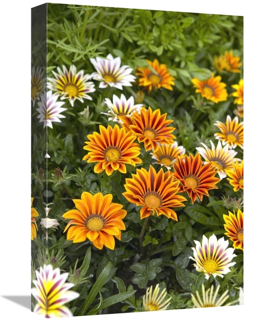 Global Gallery GCS-398327-1218-142 12 x 18 in. Gazania Flowers Art Pri