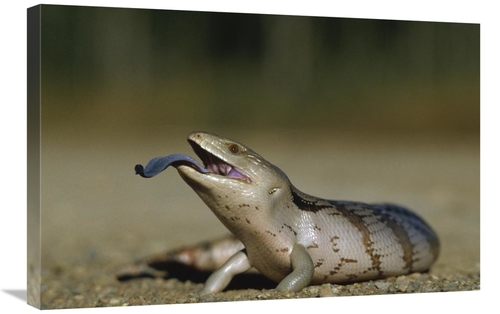 Global Gallery GCS-452839-2030-142 20 x 30 in. Eastern Blue-Tongue Ski