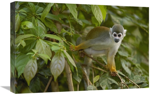 Global Gallery GCS-453083-1624-142 16 x 24 in. South American Squirrel