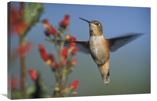 Global Gallery GCS-396837-2436-142 24 x 36 in. Rufous Hummingbird Feed