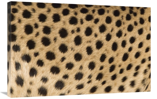 Global Gallery GCS-395307-2436-142 24 x 36 in. Cheetah Close-Up of Coa