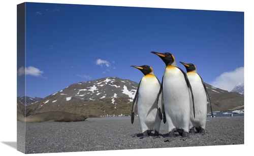 Global Gallery GCS-395348-1624-142 16 x 24 in. King Penguin Group on B