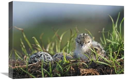 Global Gallery GCS-397472-1624-142 16 x 24 in. Black-Winged Stilt Newl