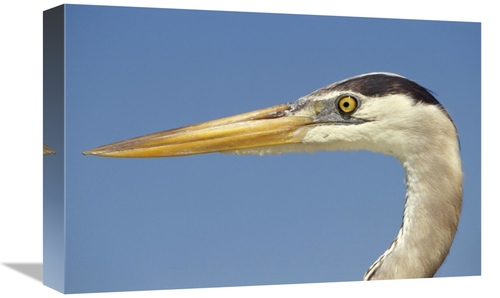 Global Gallery GCS-451298-1218-142 12 x 18 in. Great Blue Heron Portra
