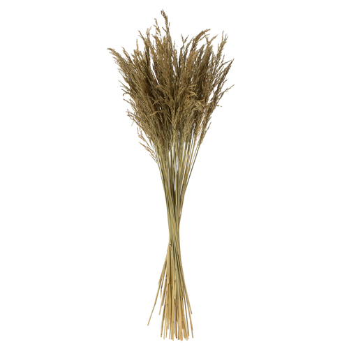 Vickerman H2CGR000 36-40 in. Natural Congo Grass - 8 oz Bundle