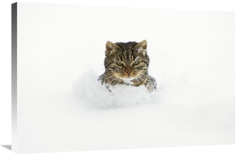 Global Gallery GCS-452581-2436-142 24 x 36 in. House Cat in Deep Snow&