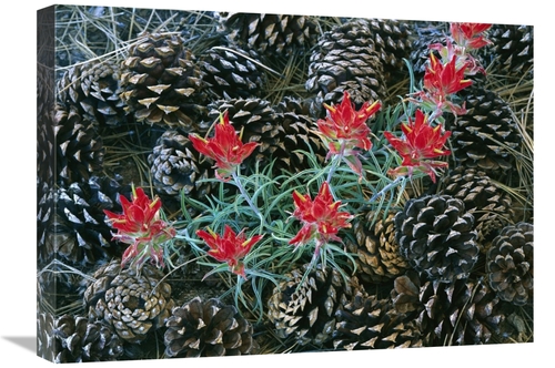 Global Gallery GCS-397095-1824-142 18 x 24 in. Indian Paintbrush Surro