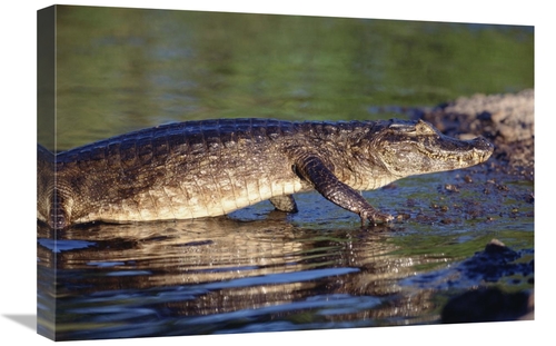Global Gallery GCS-451487-1624-142 16 x 24 in. Jacare Caiman Portrait&
