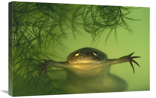 Global Gallery GCS-453375-2030-142 20 x 30 in. African Clawed Frog Aqu