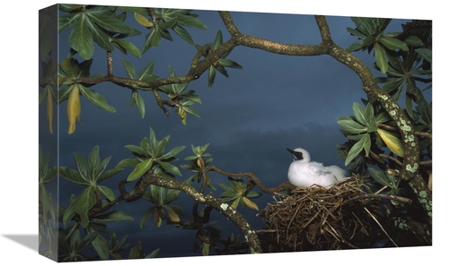 Global Gallery GCS-451677-1218-142 12 x 18 in. Red-Footed Booby Nestin