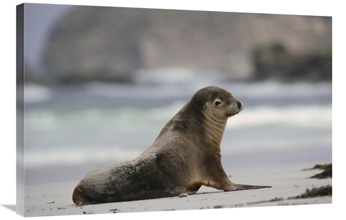 Global Gallery GCS-452920-2436-142 24 x 36 in. Australian Sea Lion on 