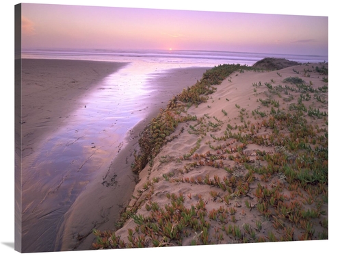 Global Gallery GCS-395941-3040-142 30 x 40 in. Hottentot Fig Growing i