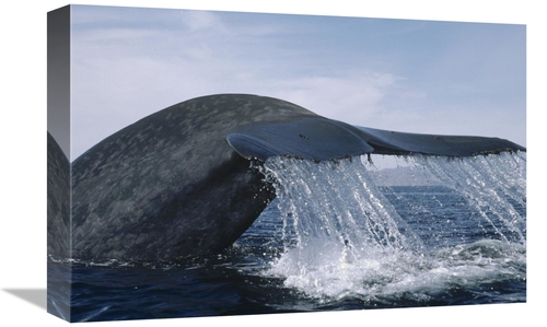 Global Gallery GCS-450604-1218-142 12 x 18 in. Blue Whale Tail, Se