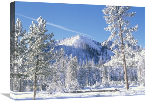 Global Gallery GCS-396892-1824-142 18 x 24 in. Pine Trees Covered with