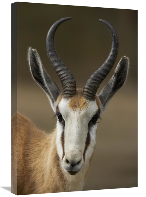 Global Gallery GCS-450905-2030-142 20 x 30 in. Springbok Portrait,