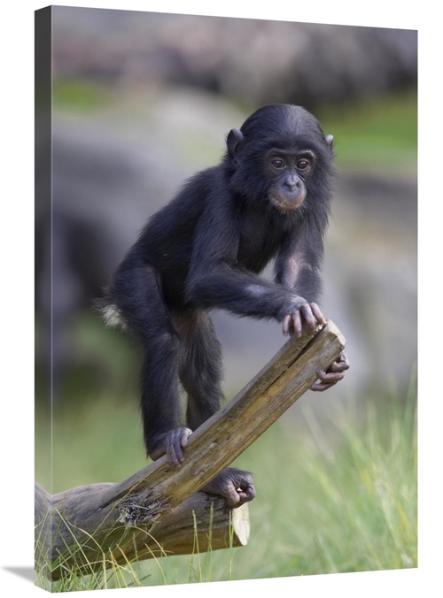 Global Gallery GCS-450857-2030-142 20 x 30 in. Bonobo Baby on Log,