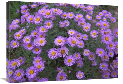 Global Gallery GCS-452046-2432-142 24 x 32 in. Smooth Aster Plant in F