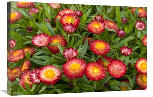 Global Gallery GCS-398356-2436-142 24 x 36 in. Strawflower Red Variety