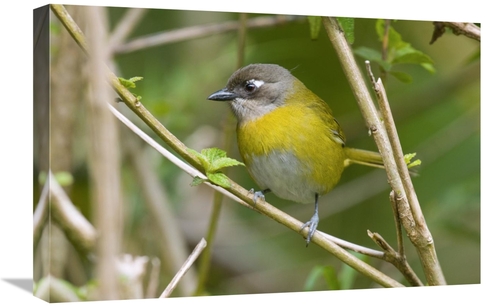 Global Gallery GCS-397279-1624-142 16 x 24 in. Common Bush-Tanager,