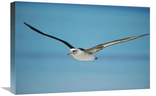 16 x 24 in. Laysan Albatross Navigating Across Ocean, Midway Atoll