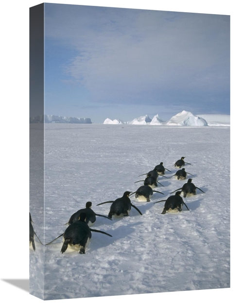 Global Gallery GCS-451118-1218-142 12 x 18 in. Emperor Penguins Tobogg