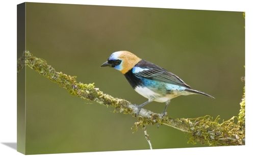 Global Gallery GCS-397281-1624-142 16 x 24 in. Golden-Hooded Tanager&#