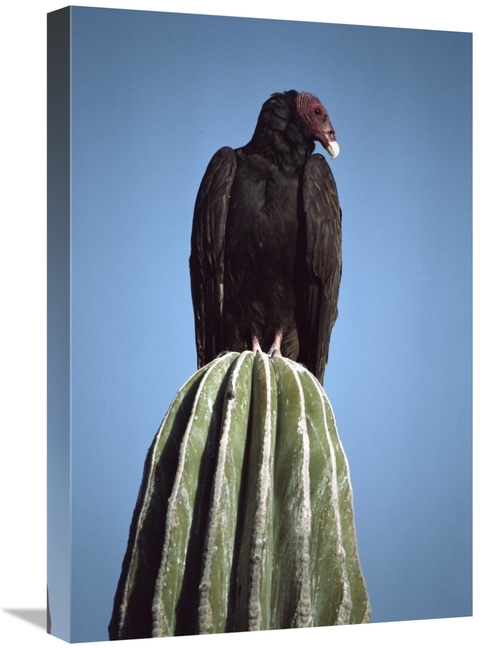 Global Gallery GCS-450736-1624-142 16 x 24 in. Turkey Vulture on Cardo