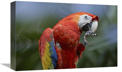 12 x 18 in. Scarlet Macaw Eating, Costa Rica Art Print - Tim Fitzh